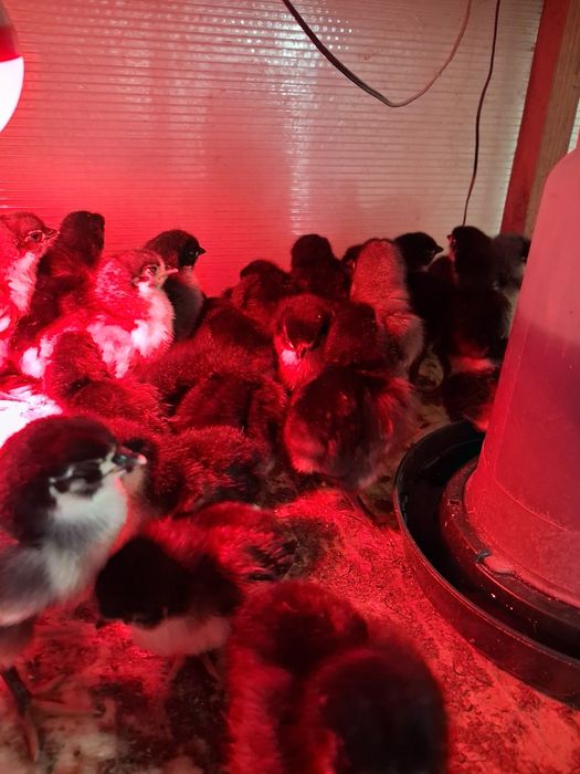 Pui Australorp de vânzare 25 lei