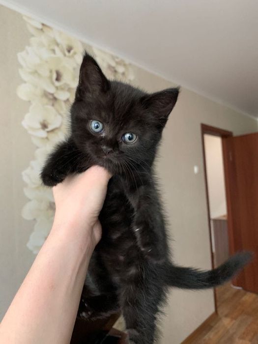 Британец котенок черный
