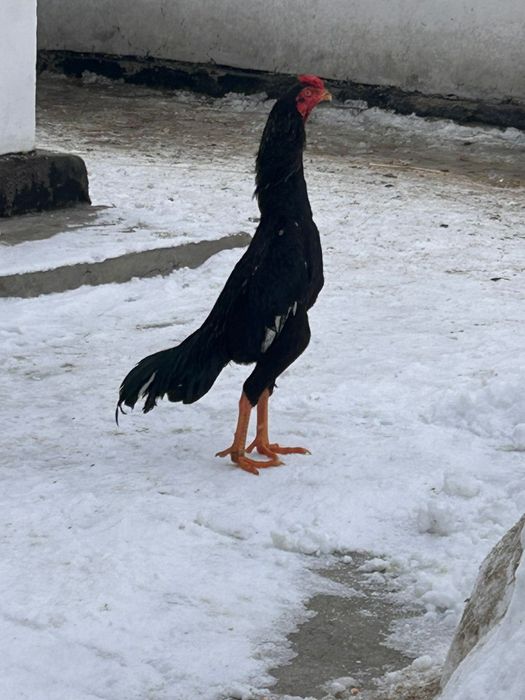 Продам майский дакан