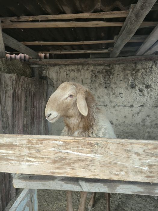 Баран қой қошқар