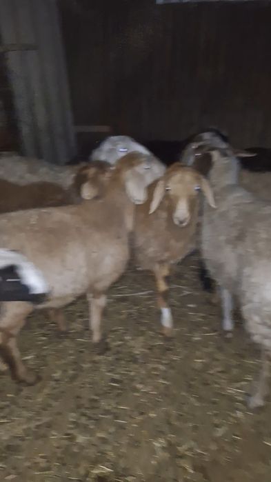 Продам токтушки овцы кой бараны