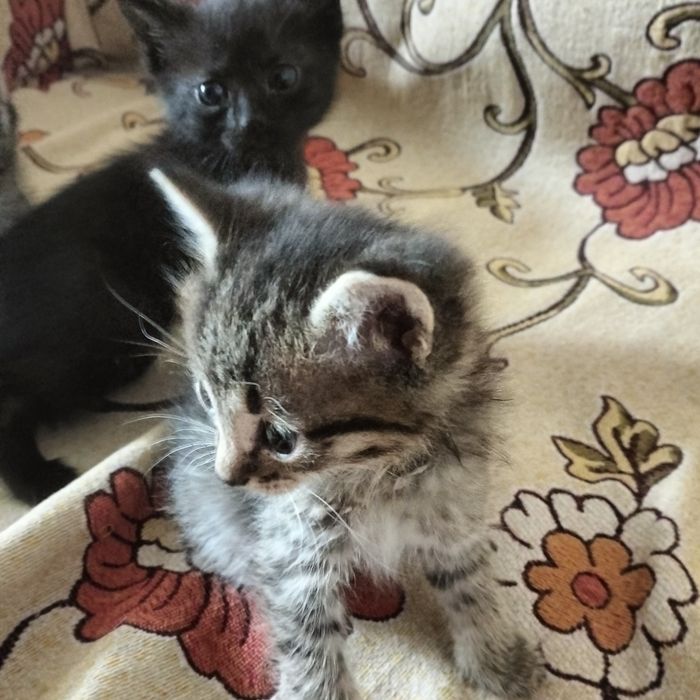 Отдам котят в хорошие руки