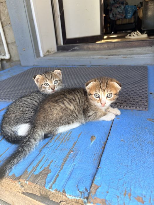 Отдам котят в добрые руки