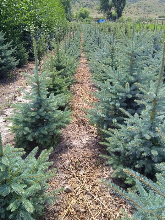 Голубая ель кўчалари оптим нархларда сотилади