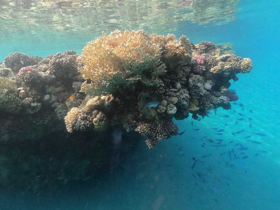 Купол для подводной съемки Gopro