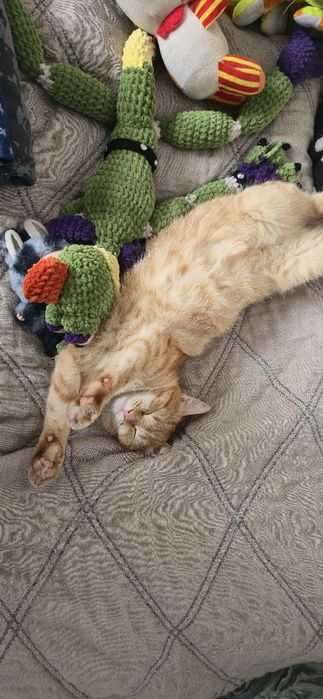 ПРОПАЛА КОШКА рыжая,девочка