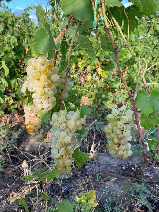 Vindem struguri de vin cu transport la domiciliu în jud. Olt, pret de producator