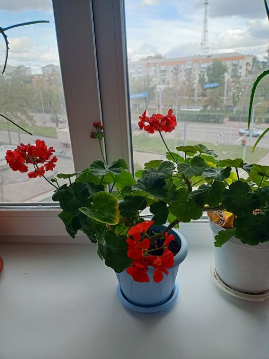 Герань красная королева