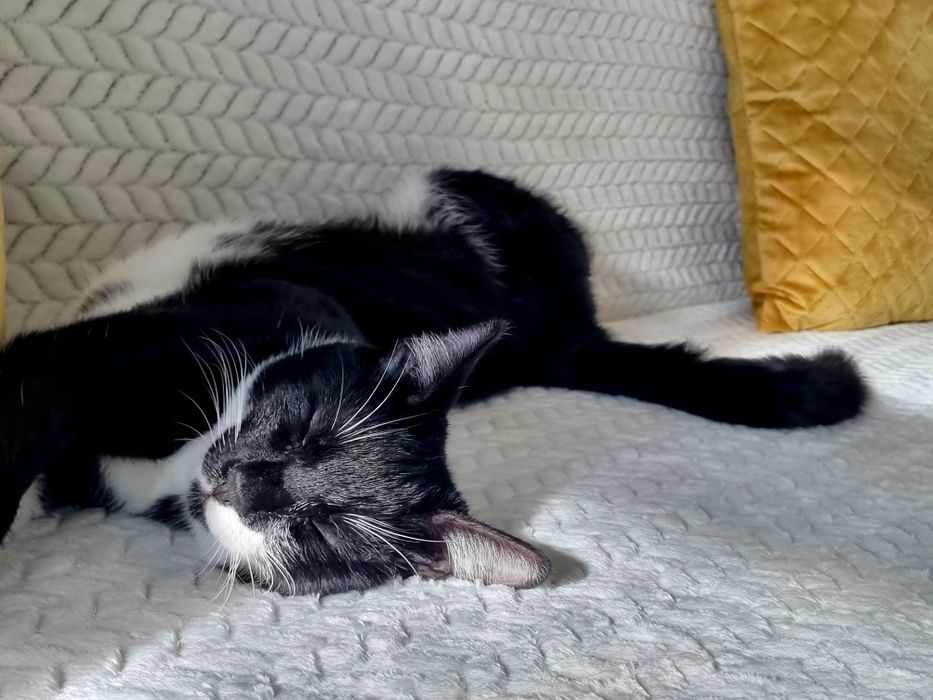 Търси осиновители