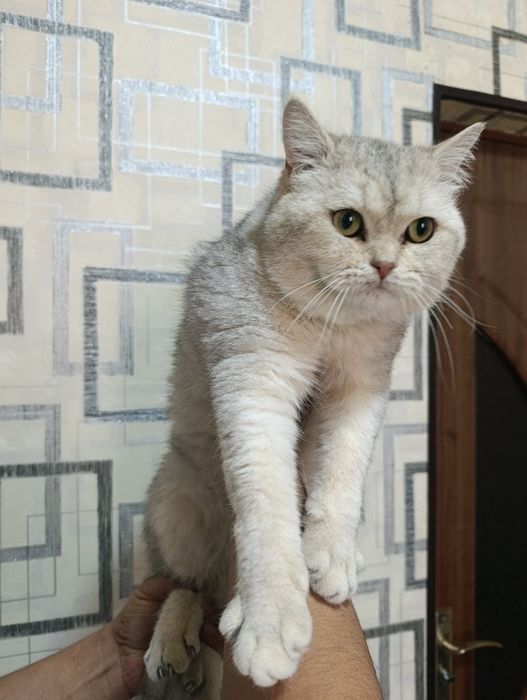 Продаю британскую шиншиллу