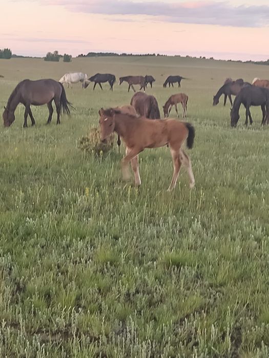 Лошади с документами
