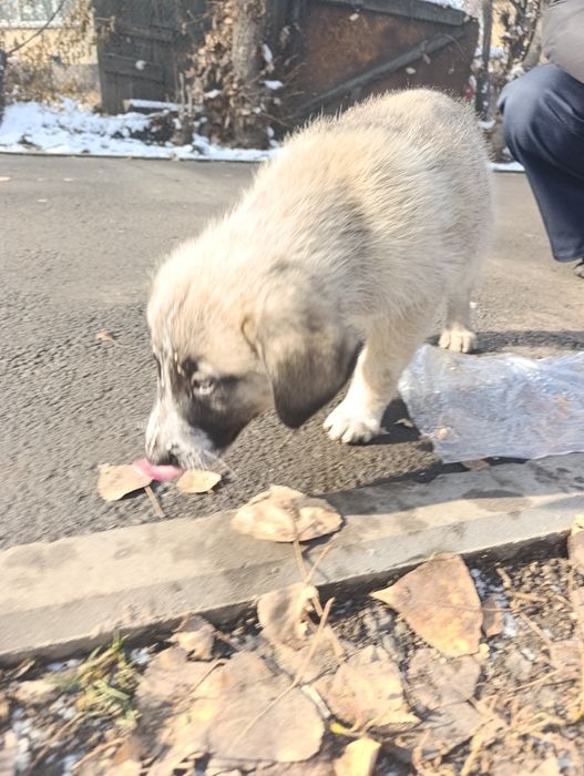 Щенок. Маленький ласковый