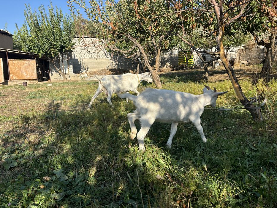 Ешки лак козел парода дойные