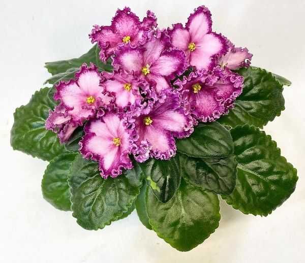 Фиалки (стартёры)