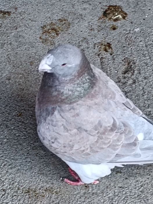 De vânzare trei perechi