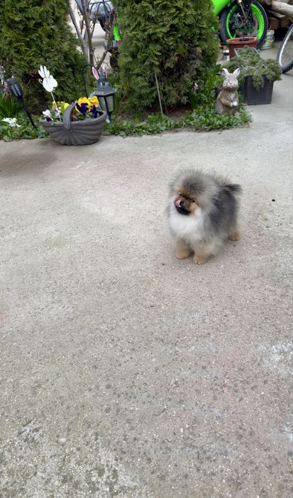 Померан мини померанче