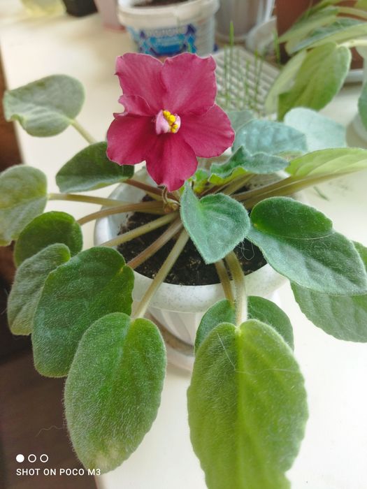 Фиалка  цветок..