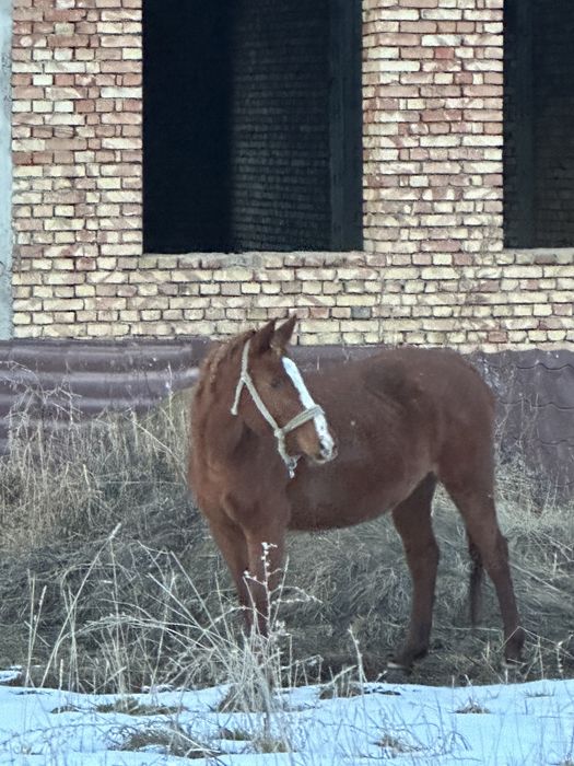 Буаз бие сатылад жуас
