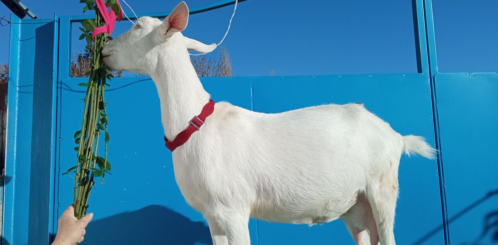 Коза зааненской породы.