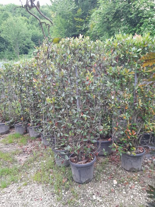 Măslin,palmieri,leilendi tuia.