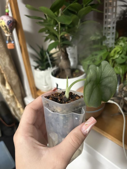 Alocasia Polly
