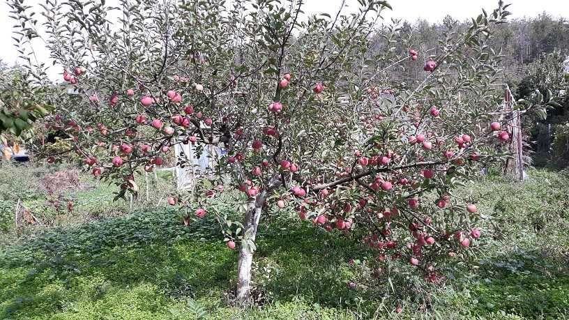 Сграда 90кв.м с Акт.16, с ток и вода в зем. парцел 4,5дка до регулация