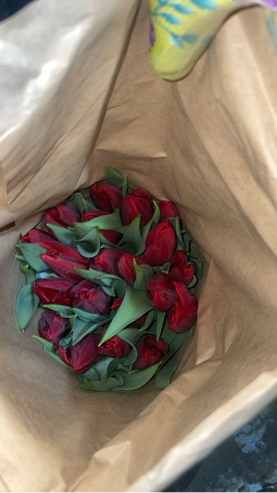 Тюльпаны оптом