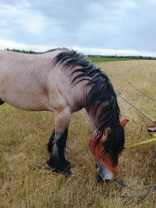 Armăsar Belgian de 3ani cu pedigri și acte de Belgia la Schimb cu iapă grea de ținut
