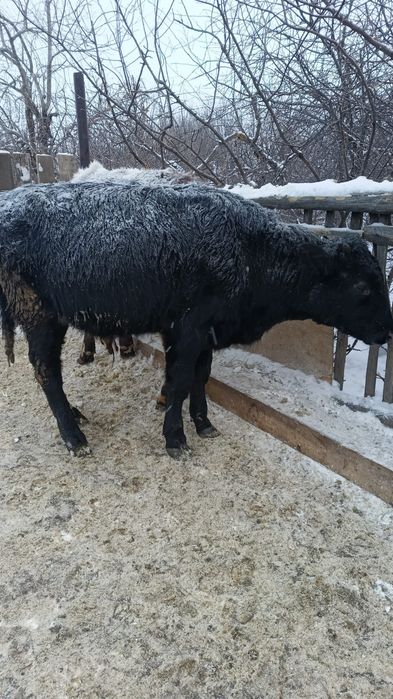 Продам  бычков, находится в Костанае