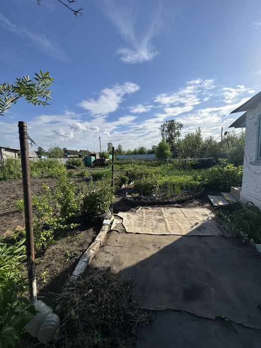 СРОЧНО Продам Дачу, на Белом ,сад.общество Сансевьера