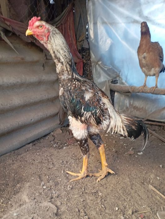 Дакан нннннннннннн