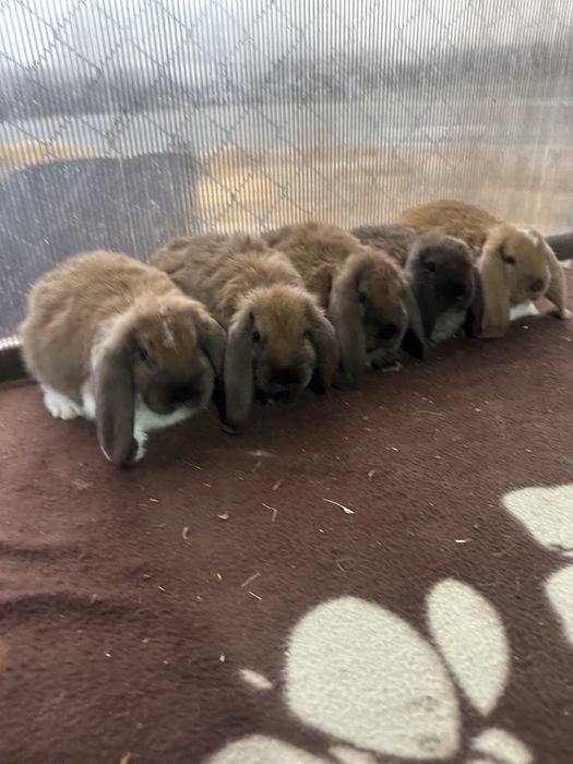 Iepuri berbec german