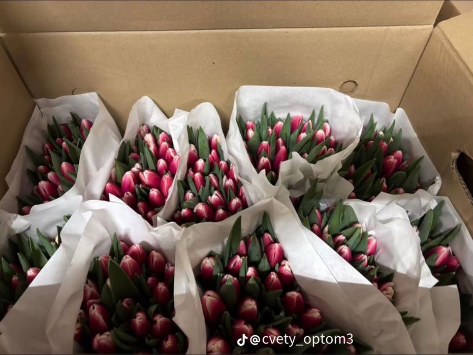 Принимаем заказы свежие тюльпаны