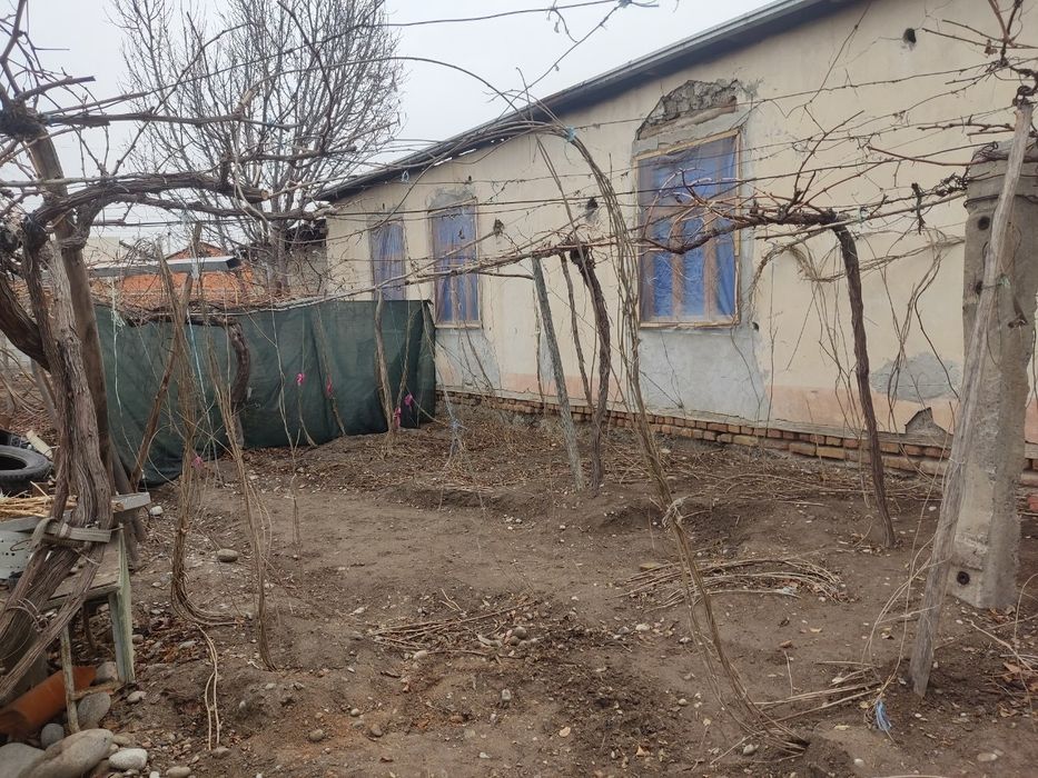 Hol mushuk barcha rasmlar