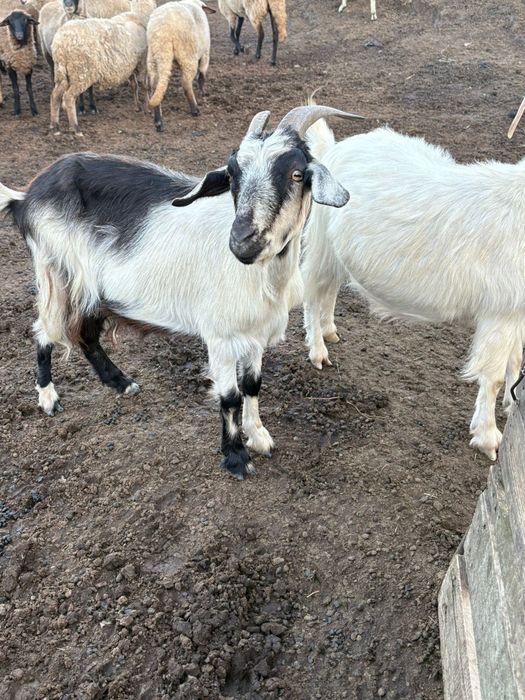 Oi sii capre de vanzare