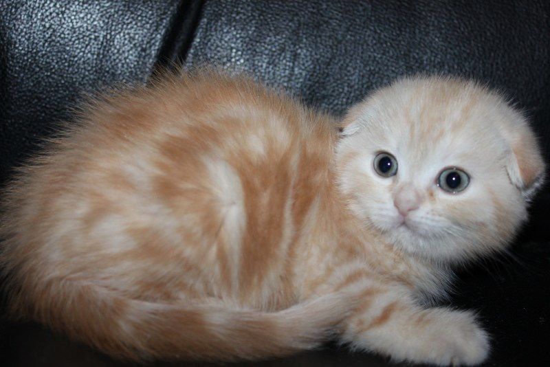 Zoti: skotish fold 
Yoshi:  1,5oylik
Jinsi: qiz 
Sogʻligʻi: alo latok