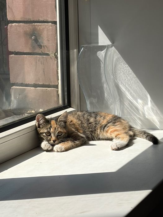Котенка в добрые руки