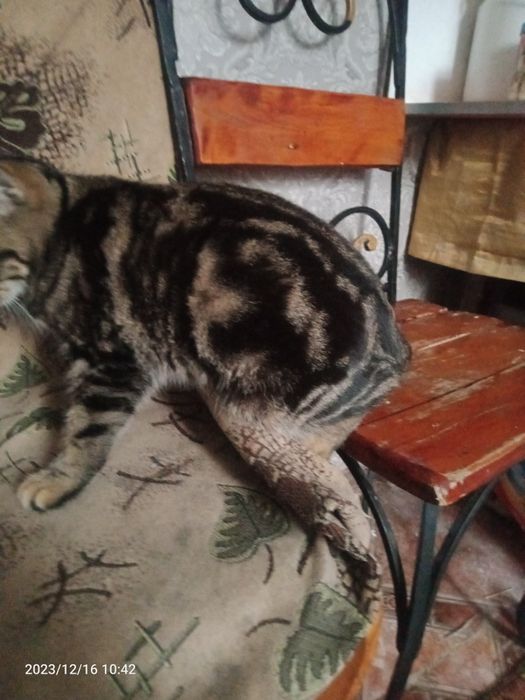 Продам котенка мальчика ,6мес.