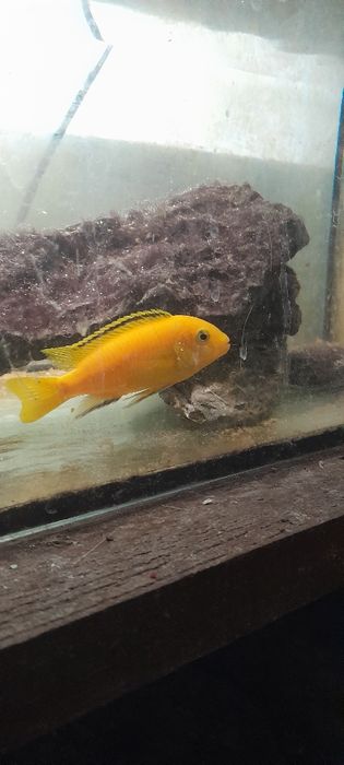 Schimb ciclidă africană