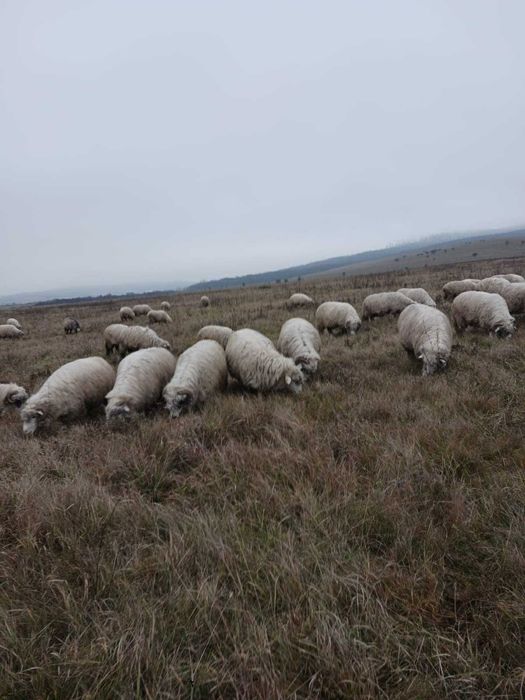 100 oi bale si oachese