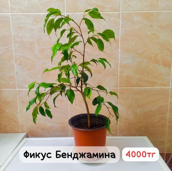 Комнатние растения
