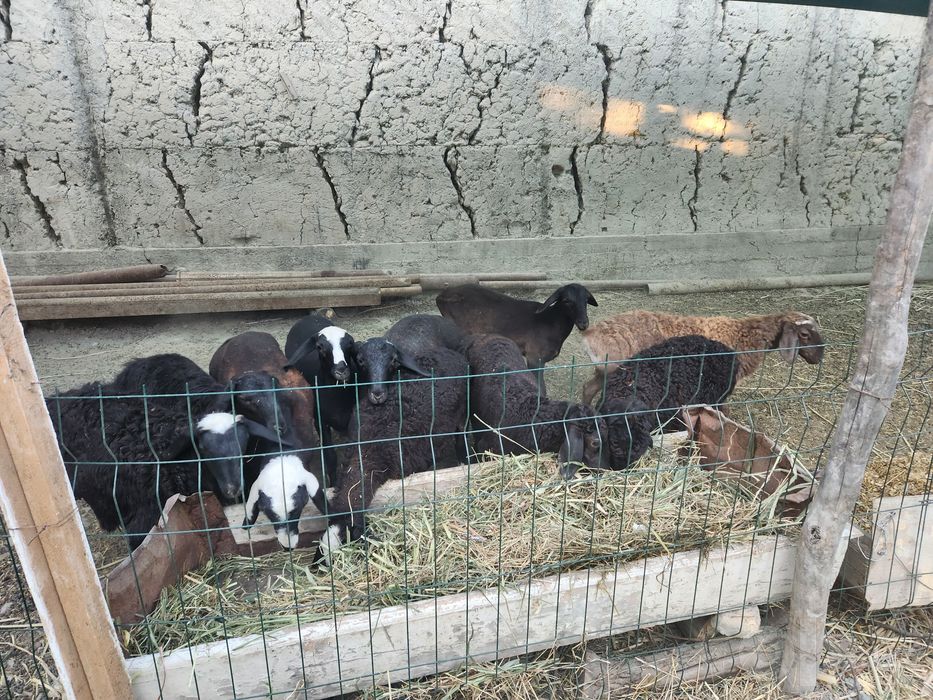 4 5 oylik barra qoylar sotiladi