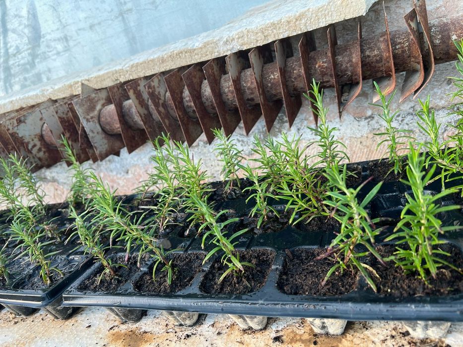 Розмарин свежий  всегда