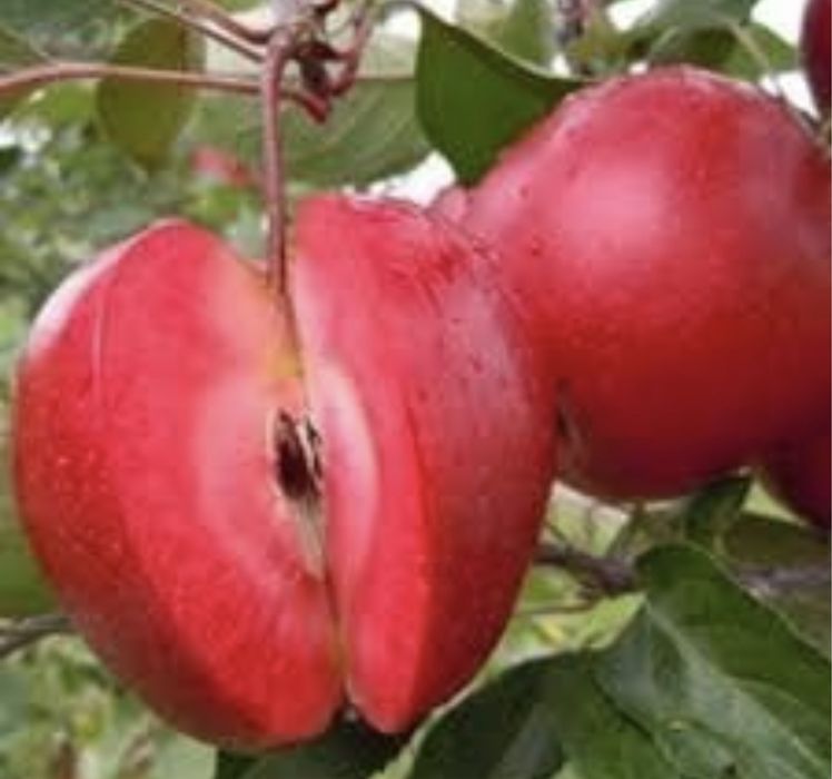 Pomi fructiferi columnari deosebiti