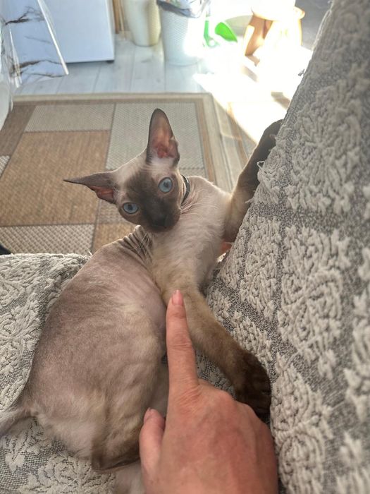 Отдам донских сфинксов!