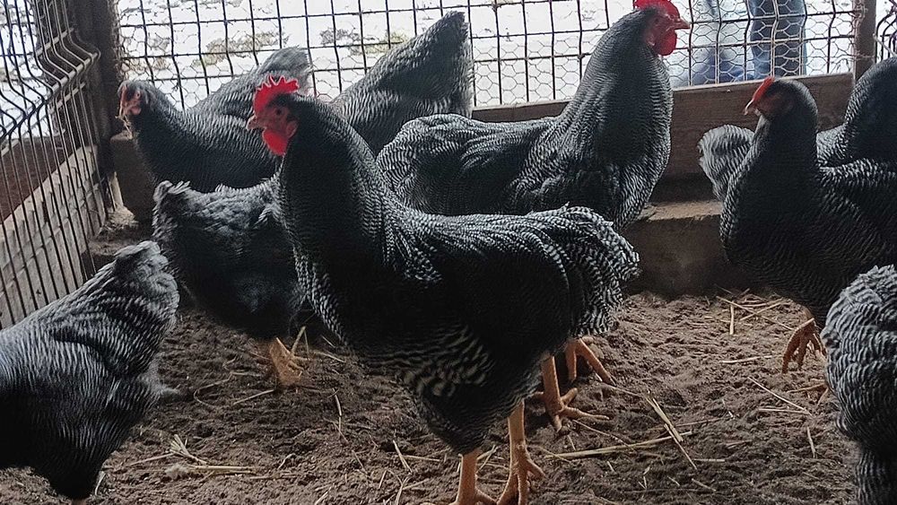 Gaini si cocosi din rasele mixte si outoare
