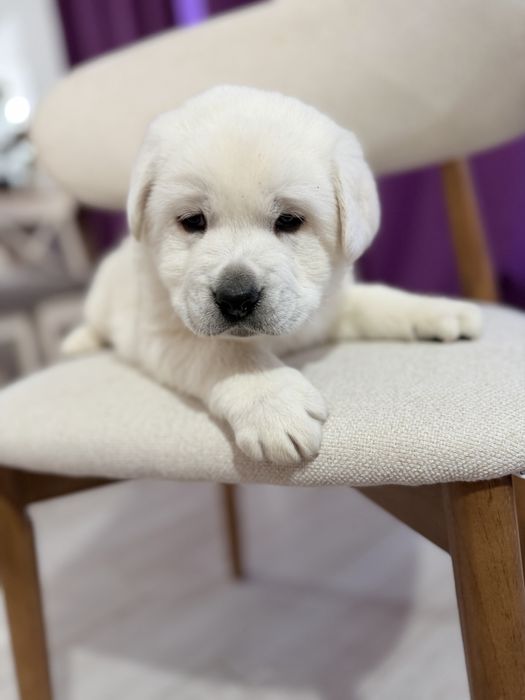 Продается лабродор