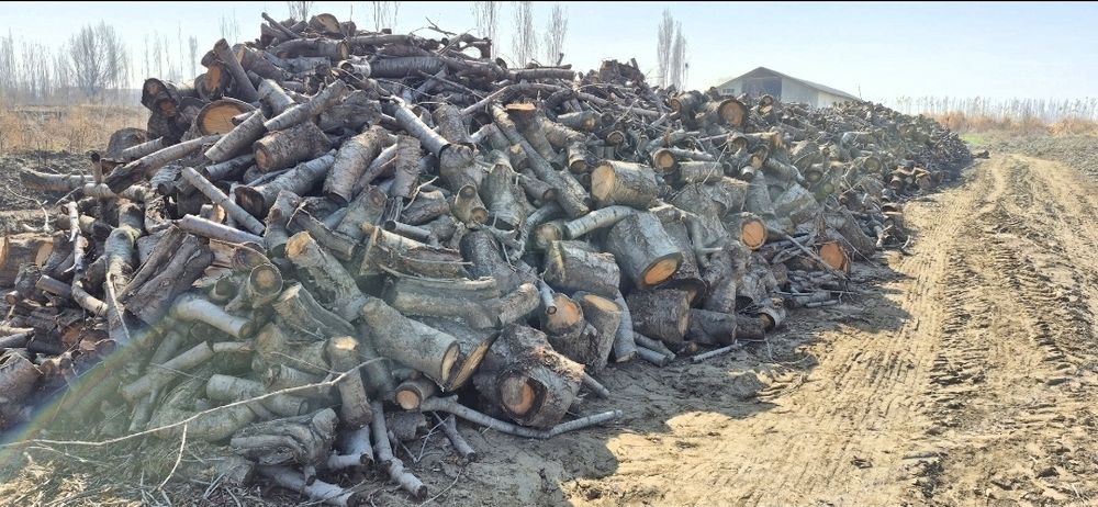 Ўтин сотилади. Қуруқ гилос ўтини.