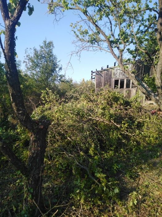 ниски цени изрязване и извозване на буренясали места