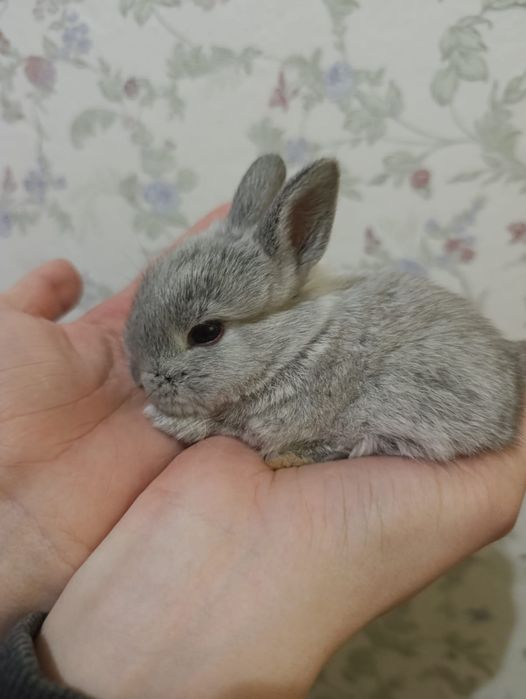 Декоративный кролик